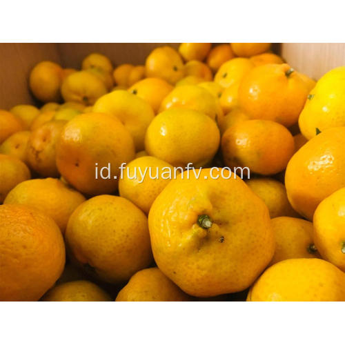 Tanaman baru Nanfeng baby mandarin segar untuk dijual